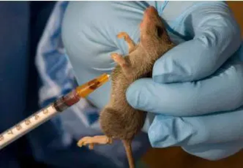 lassa fever 1751054980 r7yutjfsfel7ri5j6ww1vp1tqtu0gttg5vpg0m497o